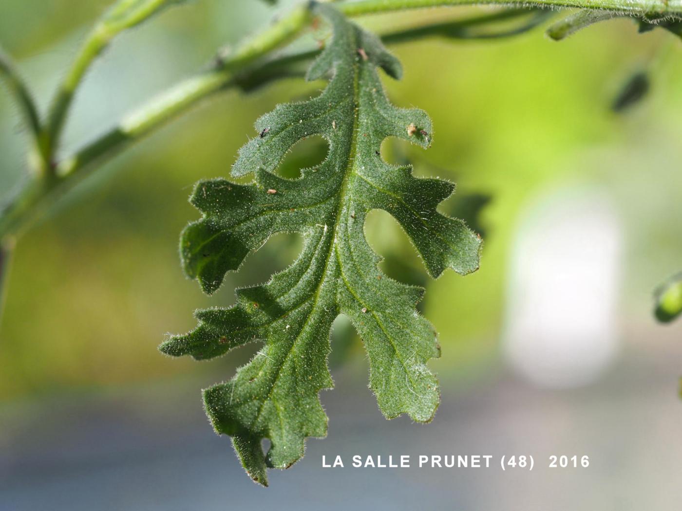 Groundsel, Sticky leaf